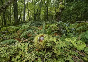 Ascomycetes Gallery: A fallen Sweet chestnut fruit (Castanea sativa) lying on the woodland floor