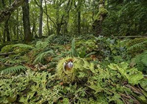 Spike Prints: A fallen Sweet chestnut fruit (Castanea sativa) lying on the woodland floor