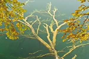 Fallen tree submerged in Gradinsko Lake and European beech (Fagus sylvatica) leaves