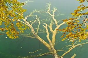 Maurizio Biancarelli Prints: Fallen tree submerged in Gradinsko Lake and European beech (Fagus sylvatica) leaves