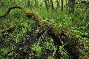 Fallen tree surrounded by ferns, Moricsala Strict Nature Reserve, Moricsala Island