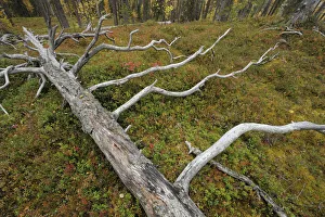 Fallen tree trunk in old growth, taiga forest in Oulanka National Park, Finland, September 2008