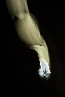 Moving Down Prints: Falling white feather on black background, Bristol, UK. Digital composite