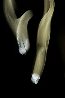 Moving Down Prints: Two falling white feathers on black background, Bristol, UK. Digital composite