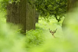 Fallow deer (Dama dama) amongst bracken in oak woodland, Cheshire, UK, August, Highly Commended