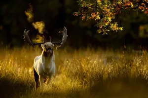 Antler Gallery: Fallow deer (Dama dama) buck bellowing at dawn during the rut, Cheshire, UK, October