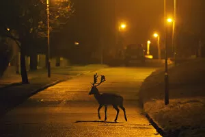 Fallow deer (Dama dama) buck crossing road under street lights. London, UK. January