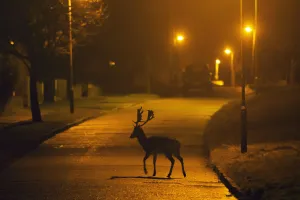 Folklore Prints: Fallow deer (Dama dama) buck crossing road under street lights. London, UK. January