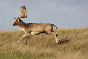 Images Dated 28th October 2008: Fallow deer (Dama dama) buck running, Klampenborg Dyrehaven, Denmark, October 2008