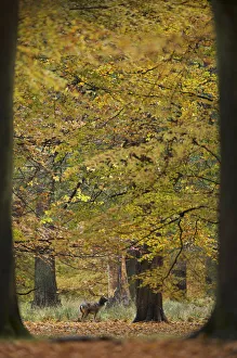 Denmark Prints: Fallow deer (Dama dama) buck in wood, framed by two trees, Klampenborg Dyrehaven