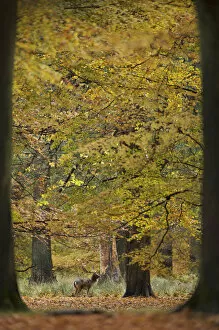 Denmark Collection: Fallow deer (Dama dama) buck in wood, framed by two trees, Klampenborg Dyrehaven