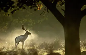 Antlers Prints: Fallow deer (Dama dama) buck in woodland on a misty morning