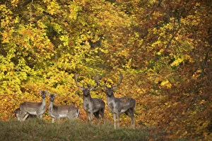 Images Dated 29th October 2008: Fallow deer (Dama dama) bucks and does in front of beech trees in full autumn colour