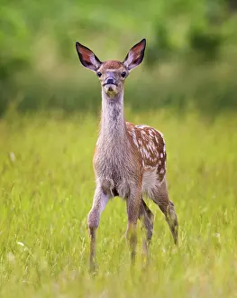 London Prints: Fallow deer (Dama dama) fawn, portrait, Bushy Park, London, England, UK. June