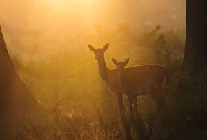 Fallow deer (Dama dama) hind and fawn in early morning mist. London, UK. September