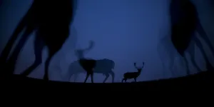 Fallow deer (Dama dama) at night, Gyulaj, Hungary Third place in the Nature Portfolio
