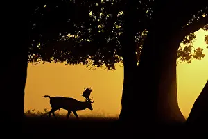 London Prints: Fallow deer (Dama dama) stag walking