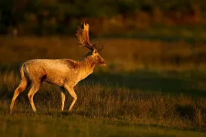 Fallow deer (Dama dama) stag walking at dawn, Bradgate Park, Leicestershire, England