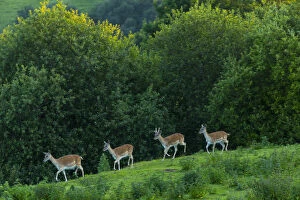 Images Dated 29th June 2013: Fallow deer (Dama dama) stags, captive, Cabarceno Park, Cantabria, Spain, June