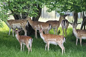 Fallow deer (Dama Dama) stags in velvet standing in a shady woodland spot, Knepp Estate