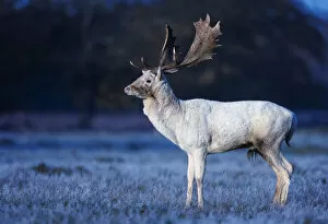 Fallow deer (Dama dama) white stag on frosty morning, Bushy Park, London, UK. November