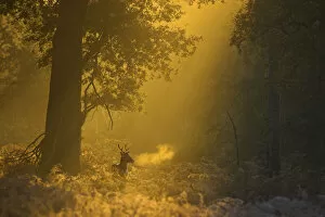 Cervids Collection: Fallow deer (Dama dama) in woodland clearing at dawn, Cheshire, UK November