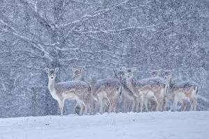 Fallow deer heard (Dama dama) in heavy snow