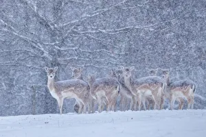 Dama Prints: Fallow deer heard (Dama dama) in heavy snow