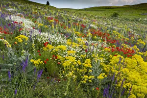 Abruzzo Gallery: Fallow field in flower containing Poppy (Papaver rhoeas), Woad (Isatis tinctoria)