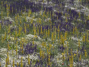 Papaveraceae Prints: Fallow fields burst into flower containing Corn chamomile (Anthemis arvensis)