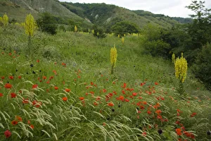 Images Dated 7th June 2008: Fallow ground with Denseflower mullein (Verbascum densiflorum) Musk thistle (Carduus nutans)