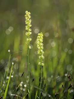 Alismatales Prints: False asphodel (Tofieldia calyculata) in flower in grassland, Upper Bavaria, Germany. June