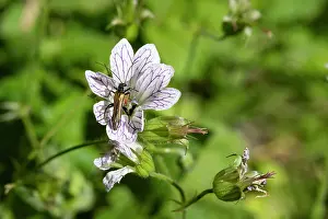 Tenebrionoidea Prints: False blister beetle (Oedmera podagrariae) resting on Pencilled cranesbill (Geranium versicolor) flower