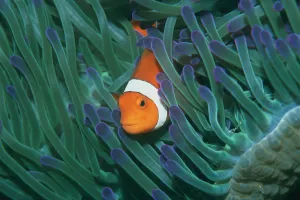 Anthozoans Gallery: False clown anemonefish {Amphiprion ocellaris} amongst anemone tentacles, Sipadan