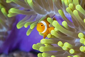 Anenome Fish Gallery: False clown anemonefish (Amphiprion ocellaris) looking out of a magnificent sea anemone