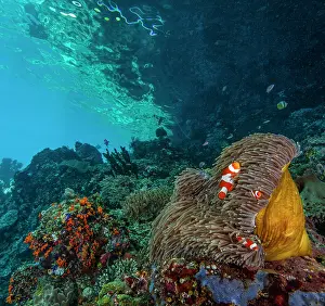 Clownfish Prints: False clown anemonefish (Amphiprion ocellaris) pair swimming around a Magnificent sea anemone (Heteractis magnifica)