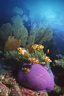 False clown anemonefish {Amphiprion ocellaris} in anemone. Andaman sea. Digital