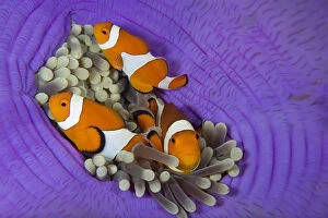 2018 July Highlights Collection: Three False clownfish (Amphiprion ocellaris) in Sea anemone (Heteractis magnifica) Lighthouse Reef