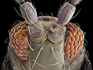 False-coloured scanning electron micrograph of a Thrip's (Thysanoptera) head