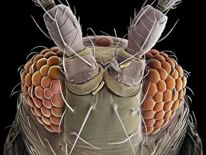 Magnification Prints: False-coloured scanning electron micrograph of a Thrip's (Thysanoptera) head