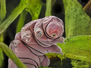 Composite Images Prints: False-coloured SEM (Scanning Electron Micrograph) of a Tardigrade (Tardigrada) amongst moss
