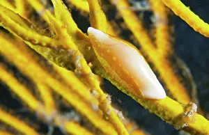 Caenogastropoda Prints: False cowry (Neosimnia spelta) camouflaged among yellow gorgonians from which it acquires its colour
