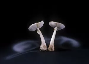Images Dated 18th May 2011: False death cap fungus (Amanita citrina var