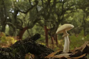 Agaricaceae Prints: False death cap mushroom (Amanita citrina) Los Alcornocales Natural Park