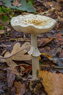 Agaricaceae Prints: False deathcap toadstool (Amanita citrina) growing in forest leaf litter in autumn