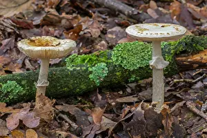 Agaricaceae Prints: False deathcap toadstools (Amanita citrina) growing in forest leaf litter in autumn