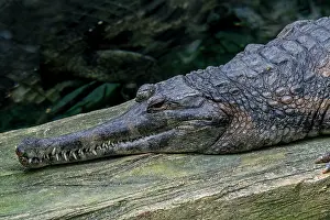 Crocodilian Prints: False gharial (Tomistoma schlegelii) resting