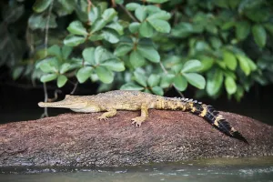False gharial (Tomistoma schlegelii) resting on rock in Mpassa river. Bateke Plateau National Park