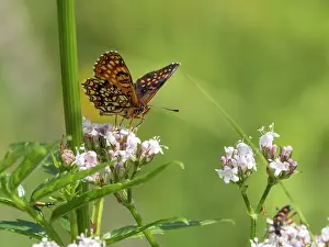 Papilionoidea Prints: False heath fritillary butterfly (Melitaea diamina) male