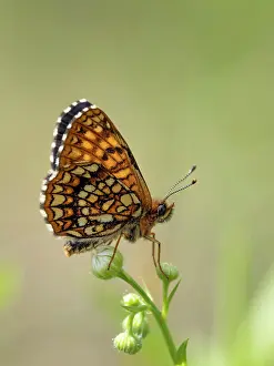 Papilionoidea Prints: False heath fritillary butterfly (Melitaea diamina) male